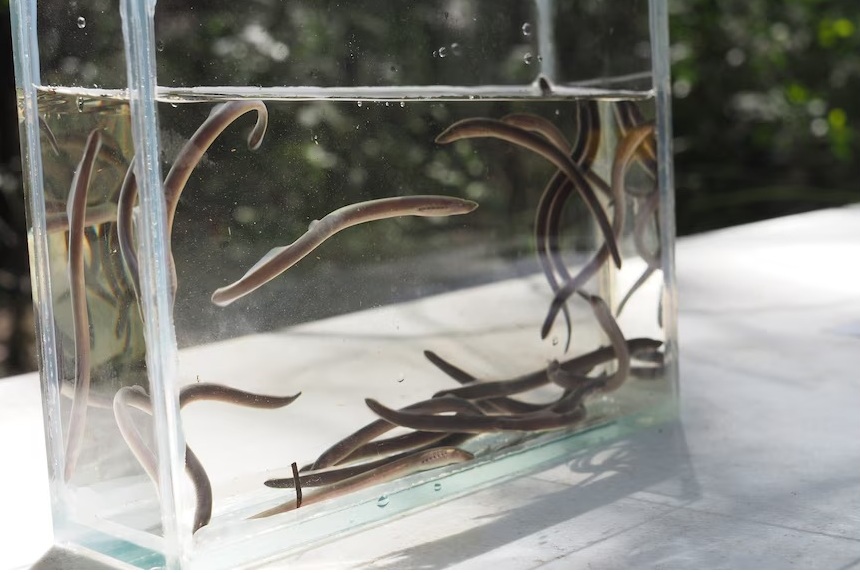 Little wiggly lampreys in a tank. They look like jawless eels until you look inside their mouth and see all the teeth. Little wiggly lampreys in a tank. They look like jawless eels until you look inside their mouth and see all the teeth.